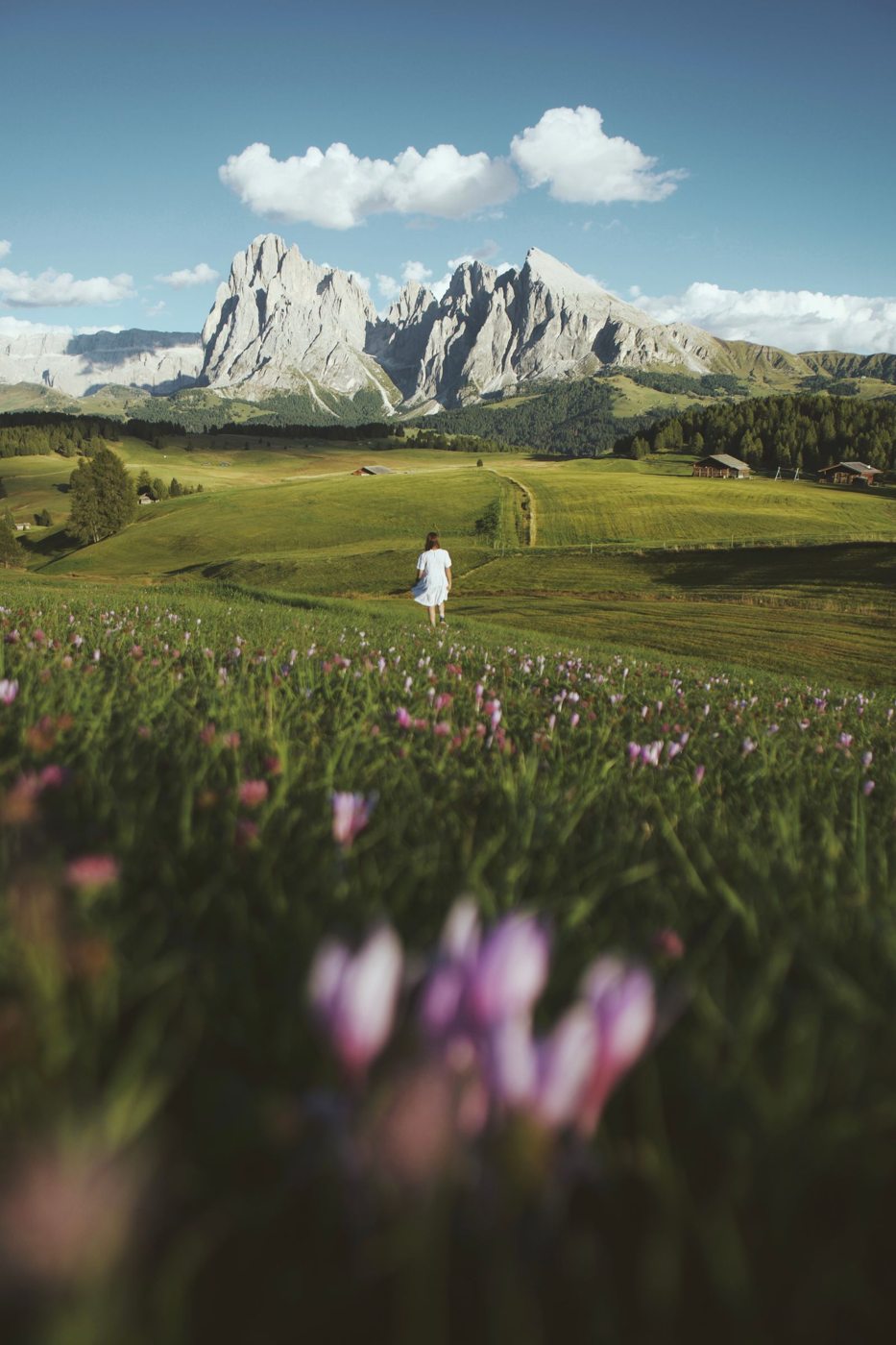 Prato fiorito ai piedi delle Dolomiti