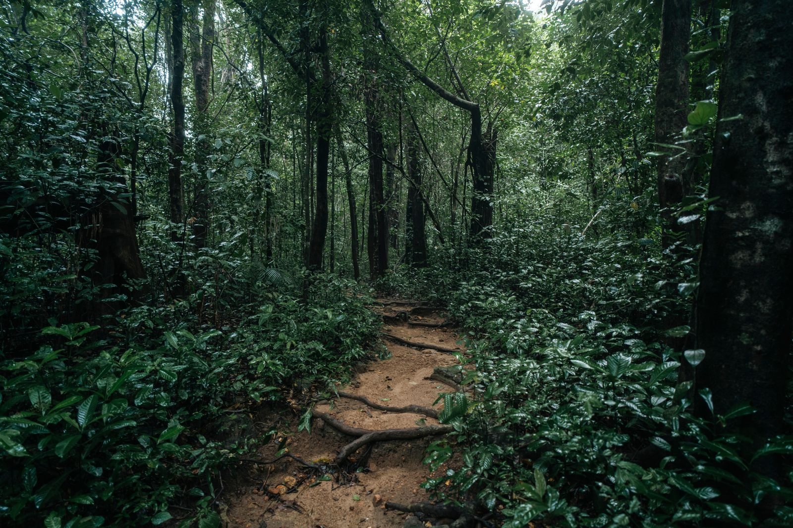 Sentiero umido tra alberi e vegetazione fitta