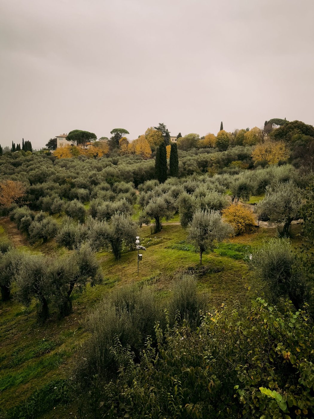 Ulivi sul pendio nella campagna toscana