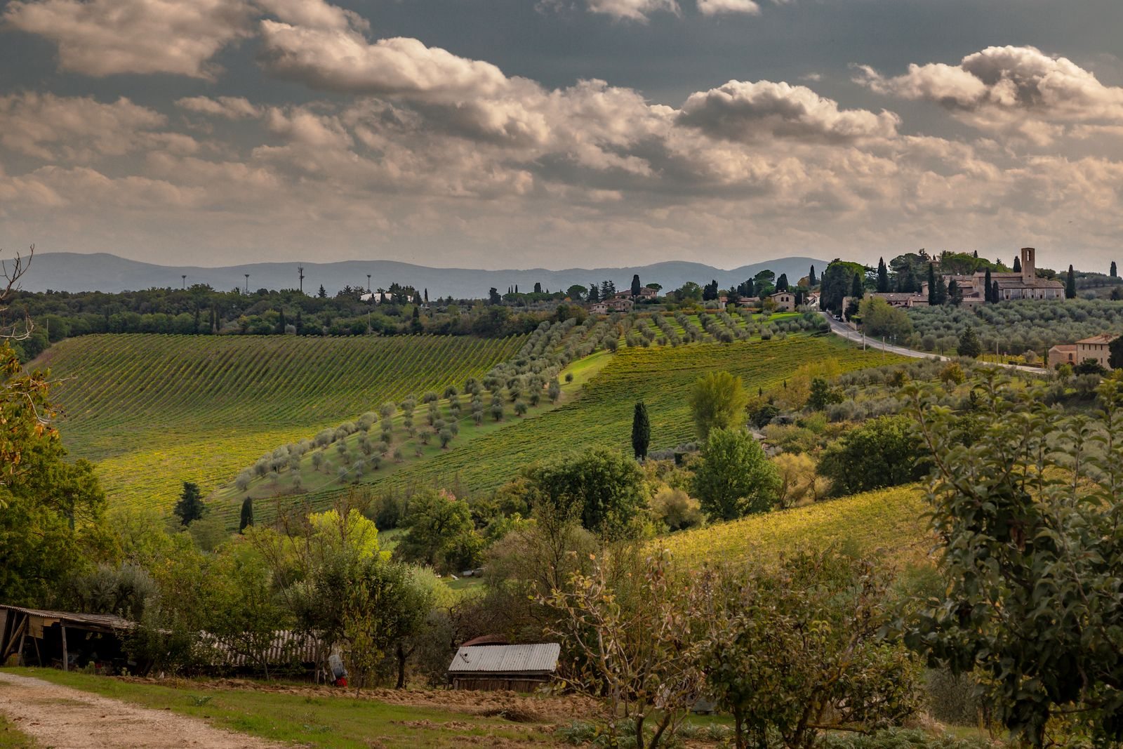 Filari di vigneti sulle colline della Toscana