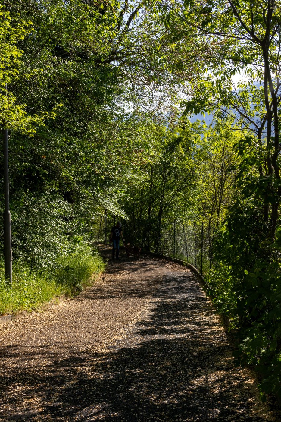 Sentiero ombreggiato nel bosco a Trento