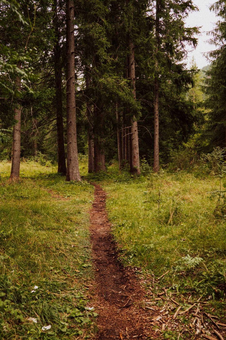Stretto sentiero nel bosco a Canazei