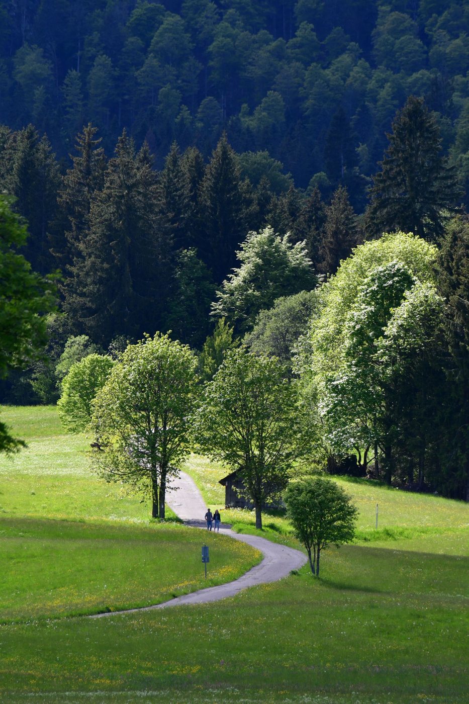 A quiet path between meadows and trees